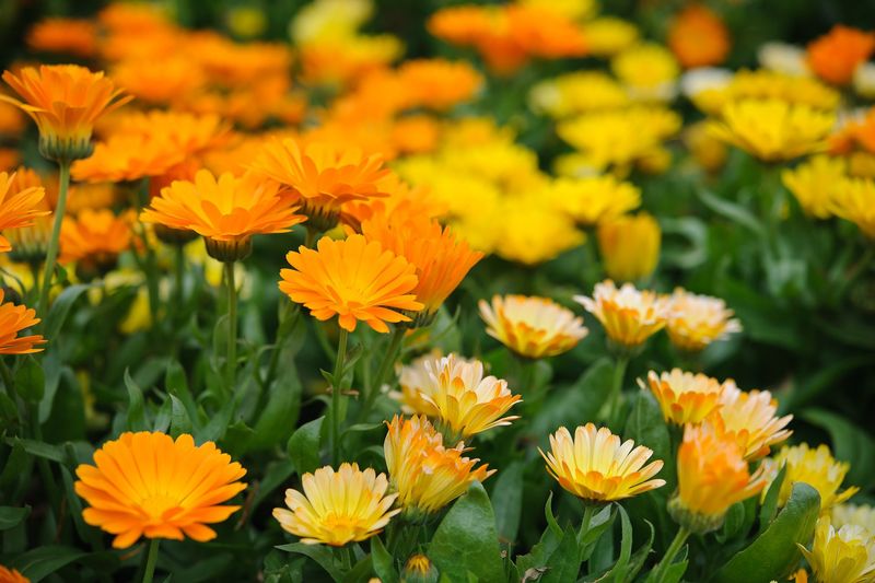Calendula (Calendula officinalis)