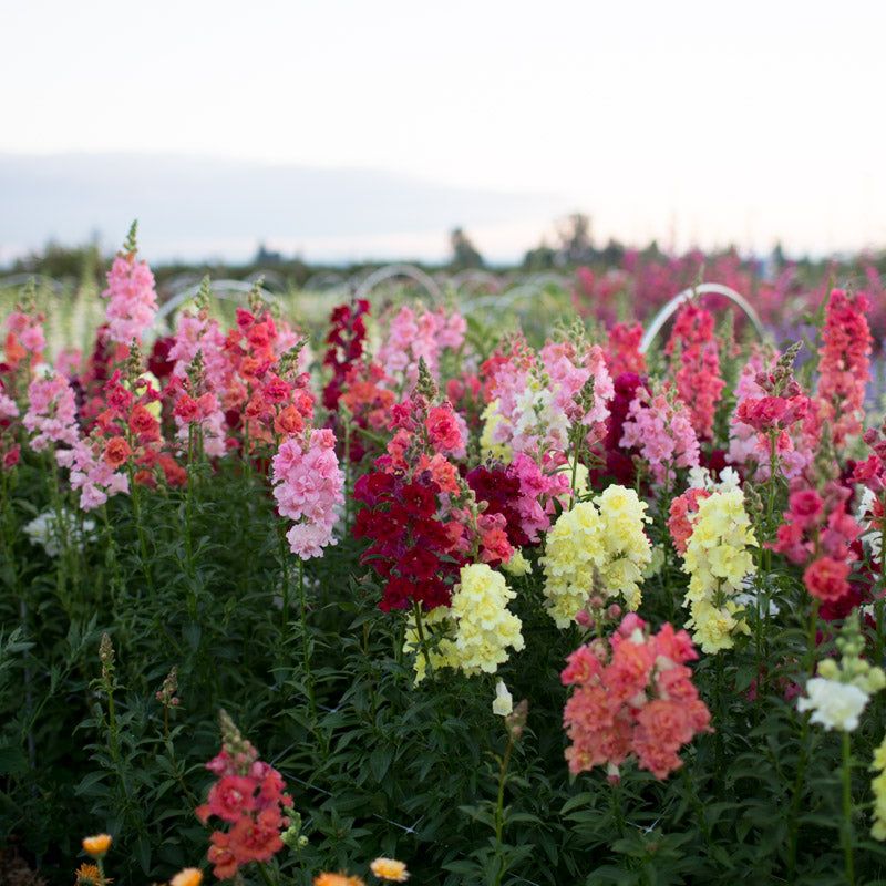 Snapdragons