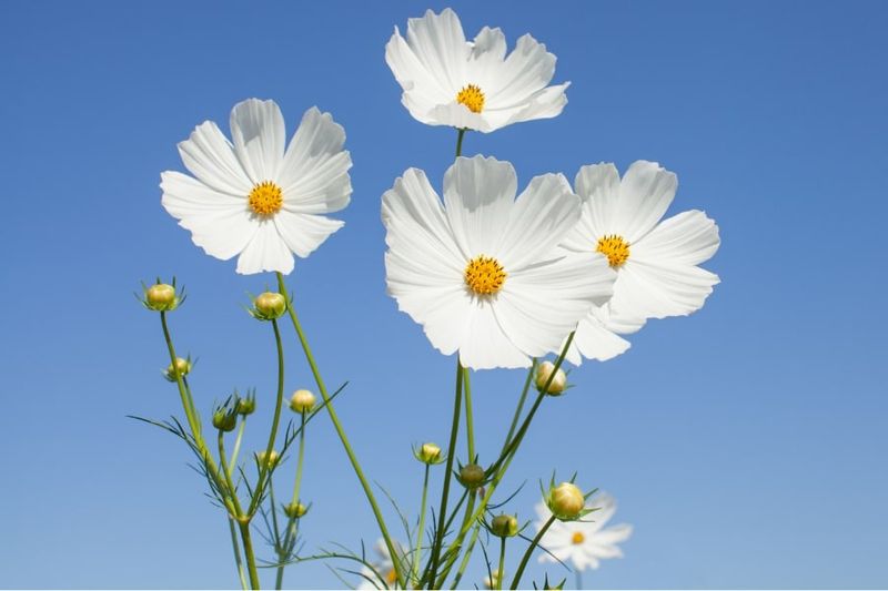Cosmos (Cosmos bipinnatus)