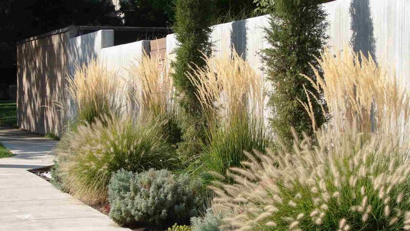 Ornamental Grasses