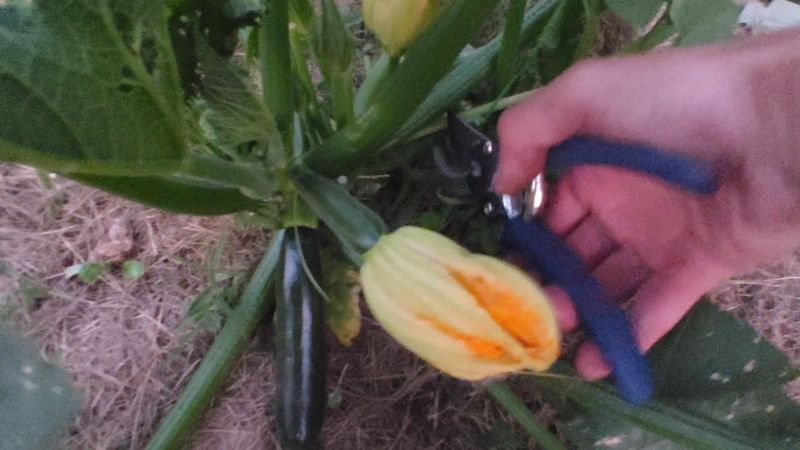 Pruning for Productivity