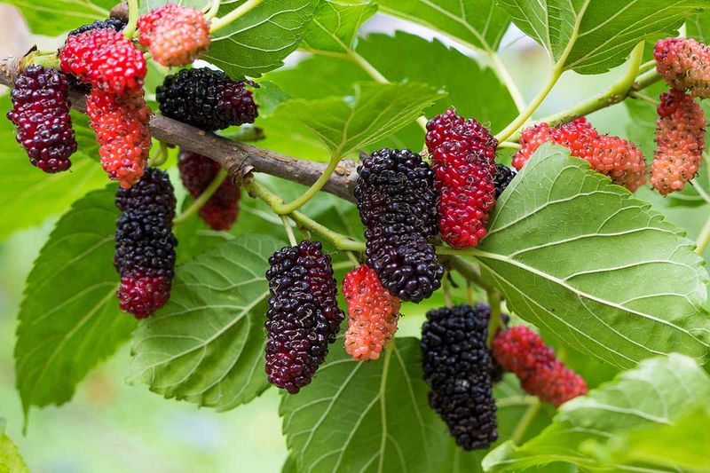 Mulberry Tree (Morus spp.)