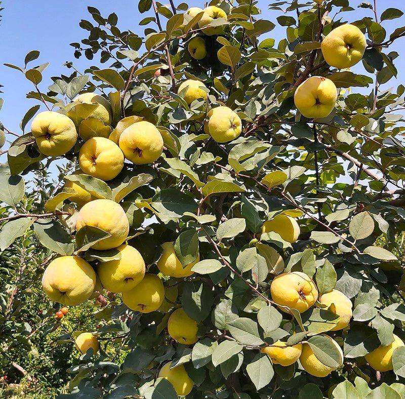 Quince Tree