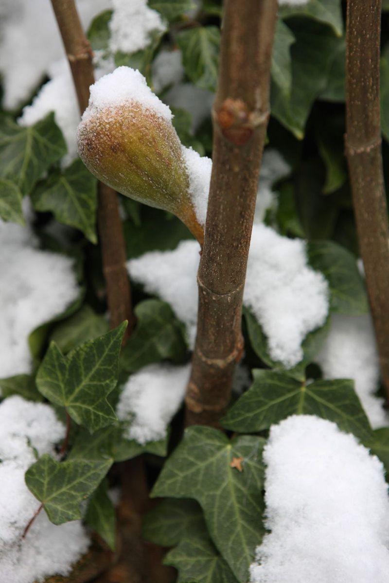 Fig (in cold climates)