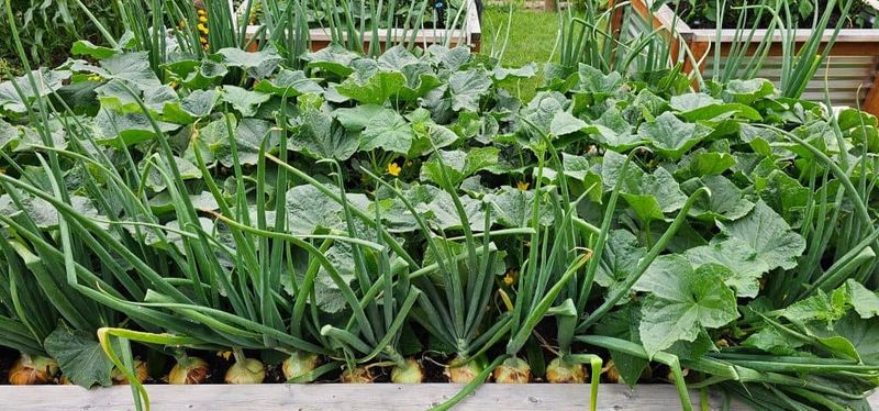 Overcrowded Planting