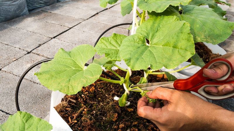 Not Pruning Melon Vines