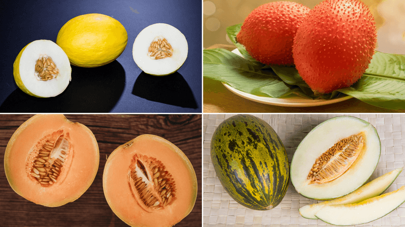 Choosing the Wrong Melon Variety