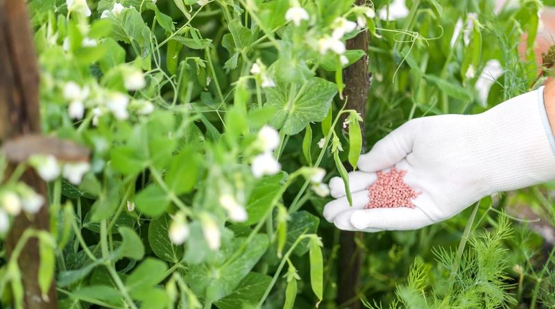 Using the Wrong Fertilizer