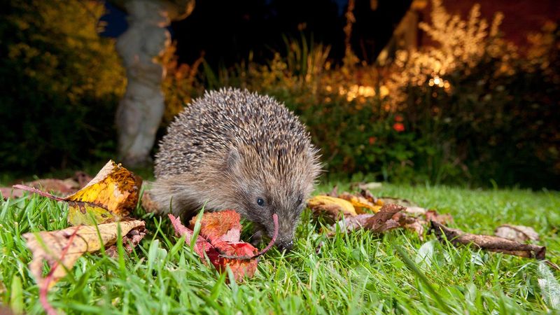 Ignoring Wildlife Needs