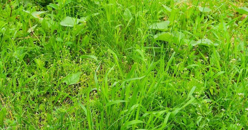 Overgrown Weeds & Dense Ground Cover