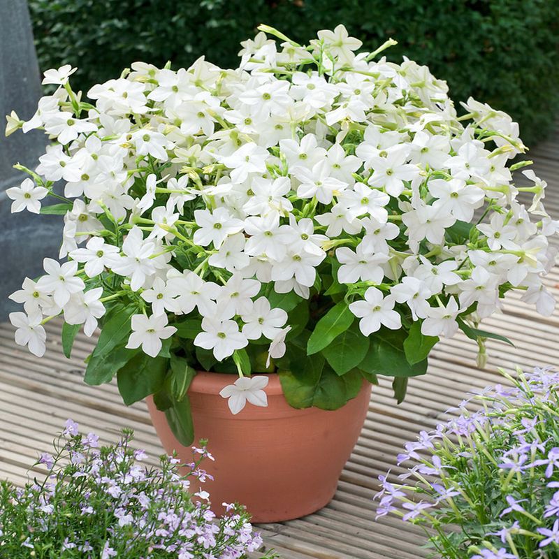 Nicotiana (Nicotiana alata, white cultivar)