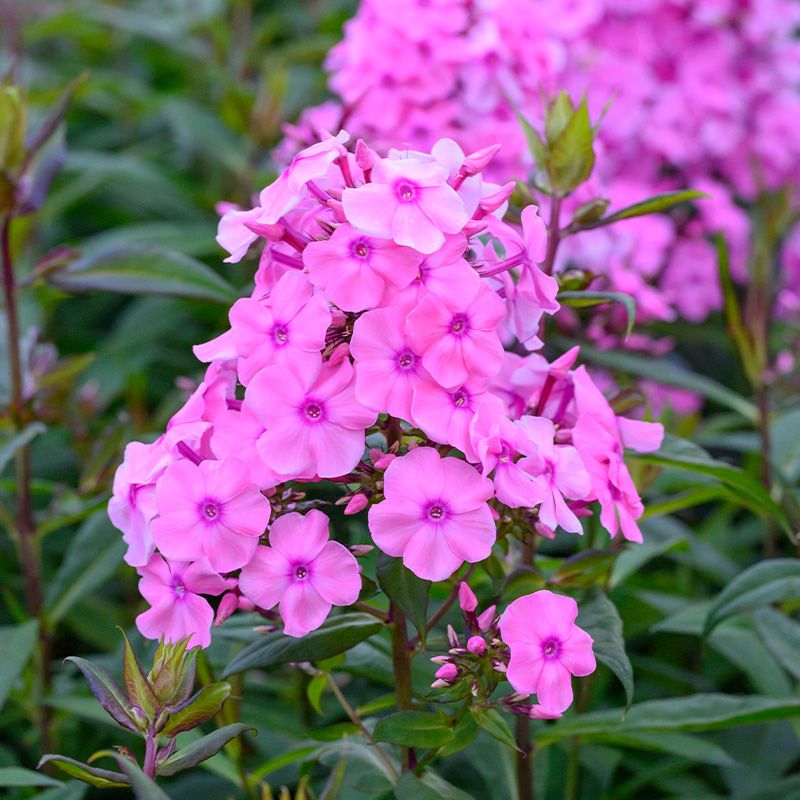 Phlox (Phlox paniculata)