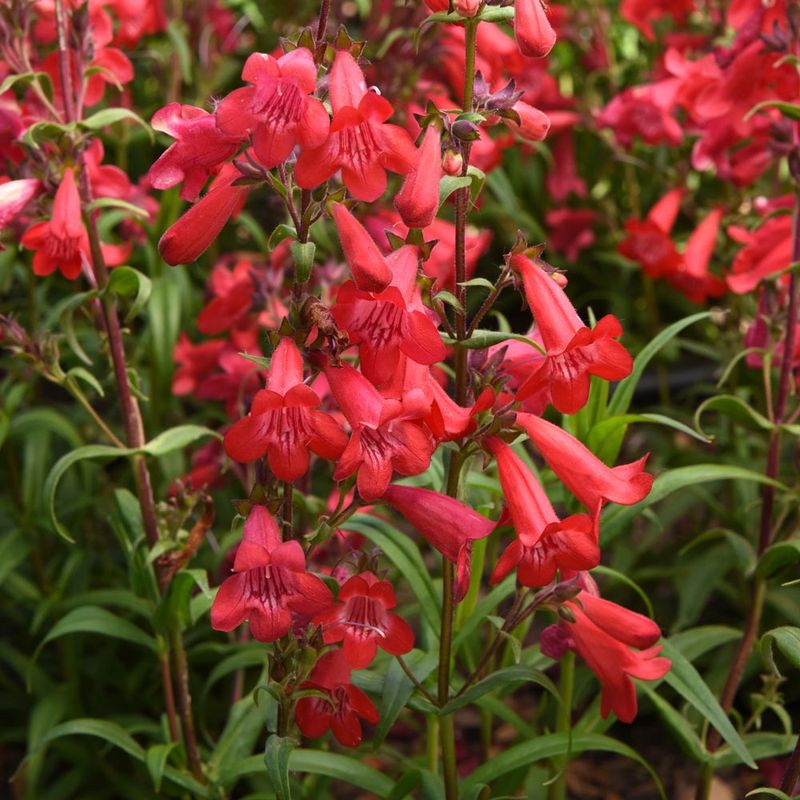 Penstemon (Beardtongue)