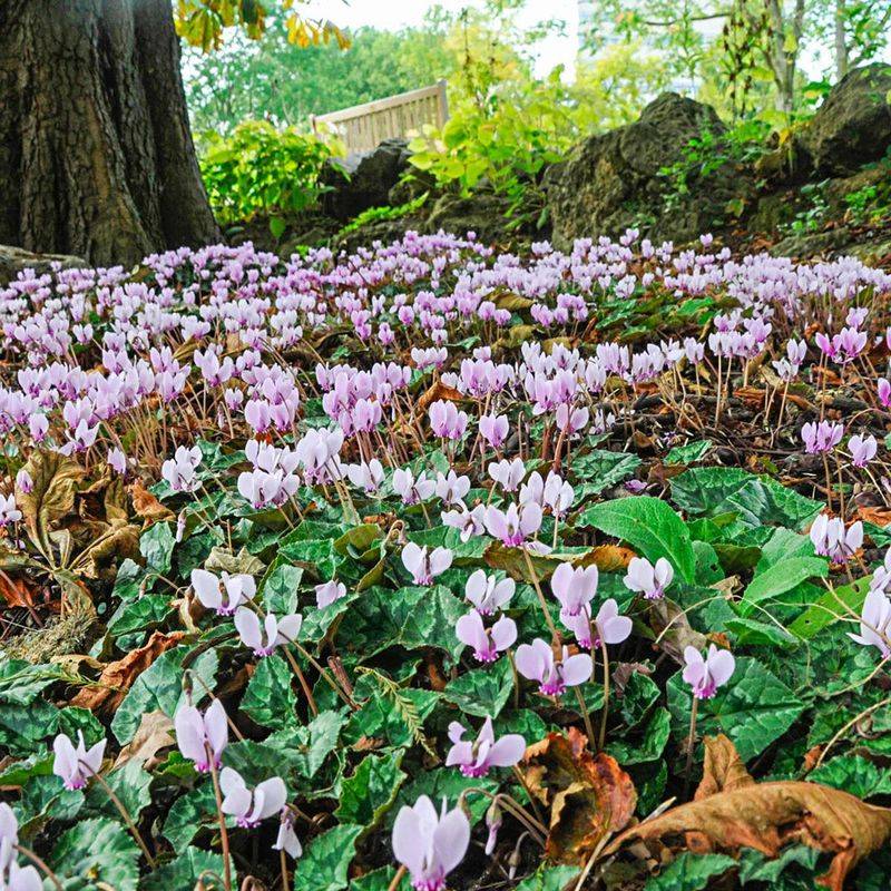 Cyclamen hederifolium