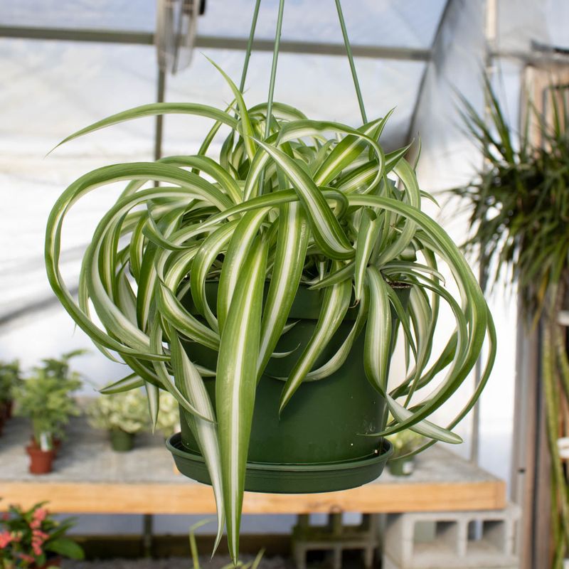 Spider Plant (Chlorophytum comosum)
