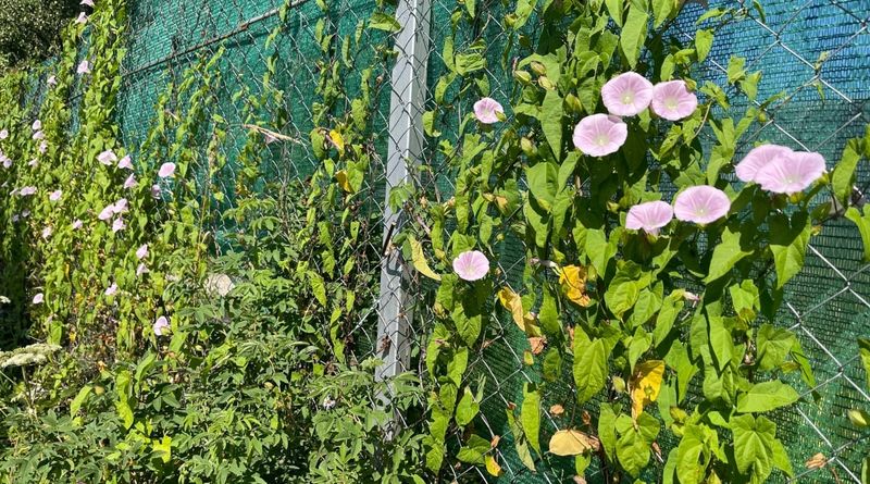 Bindweed's Tenacious Spirit