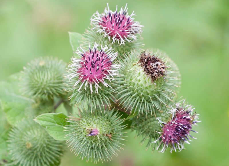 Burdock (Arctium spp.)