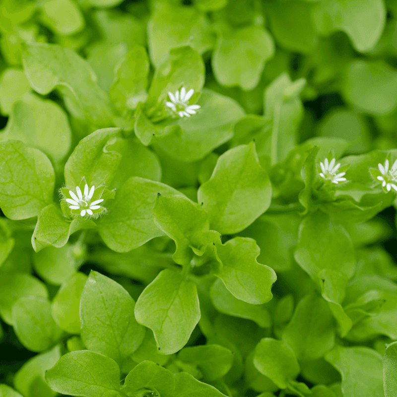 Chickweed