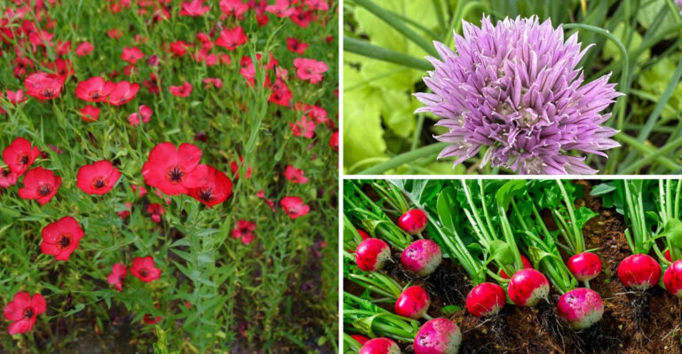 Never Plant Carrots Alone Again After Seeing These 21 Companion Plant Results
