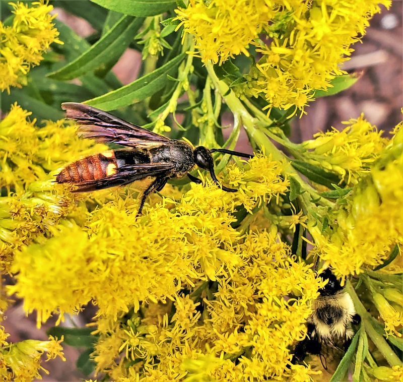 Goldenrod (Solidago)