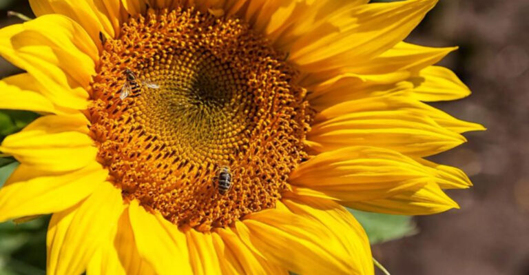 Never Plant These 9 Flowers – They Actually Attract More Wasps