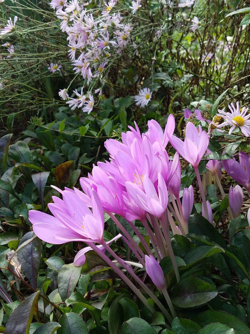 Colchicum