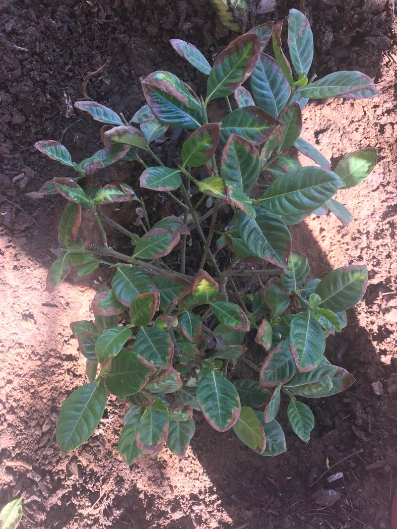 Alkaline Soil Regions (Without Soil Prep)