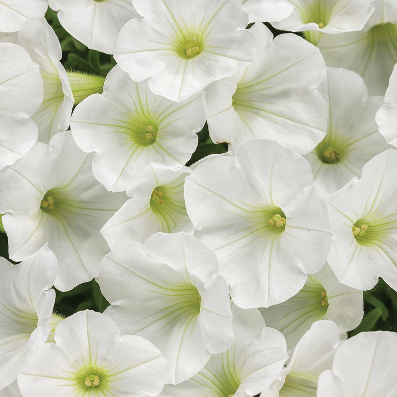 White Petunia