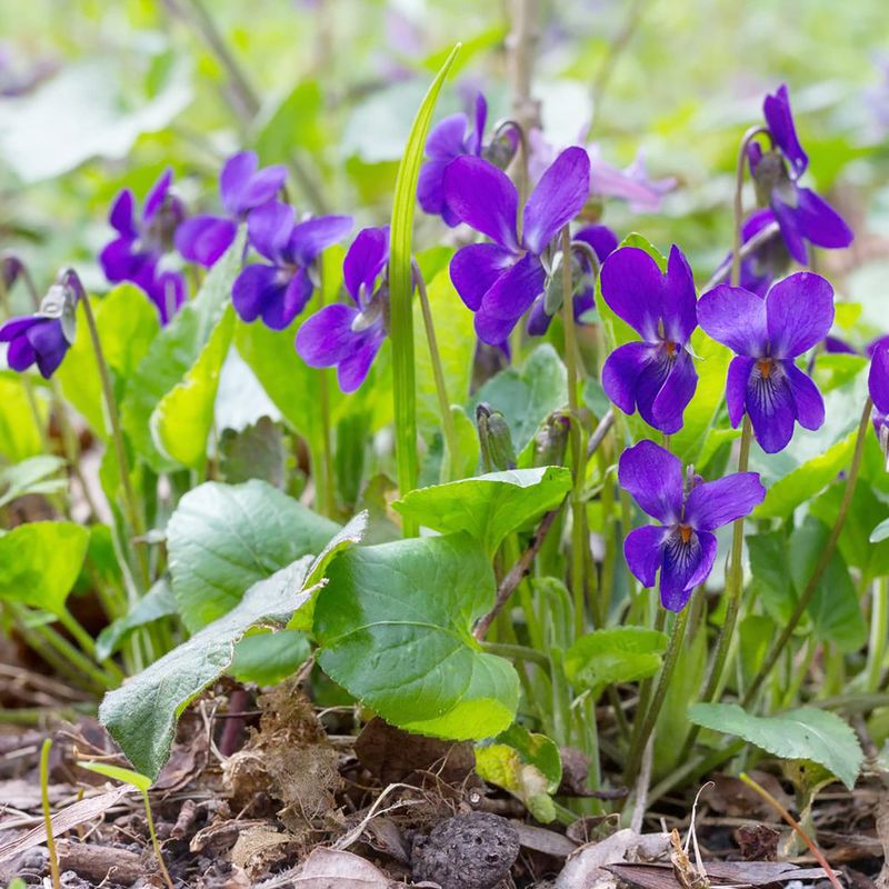 Violets (Viola odorata)