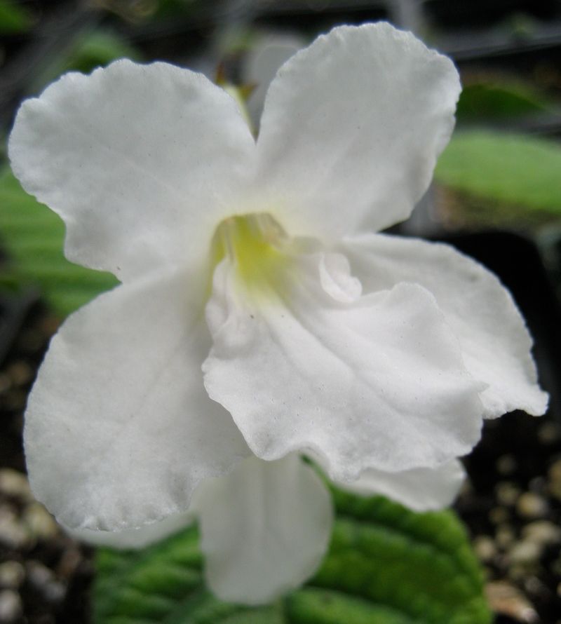 Streptocarpus (White hybrid)