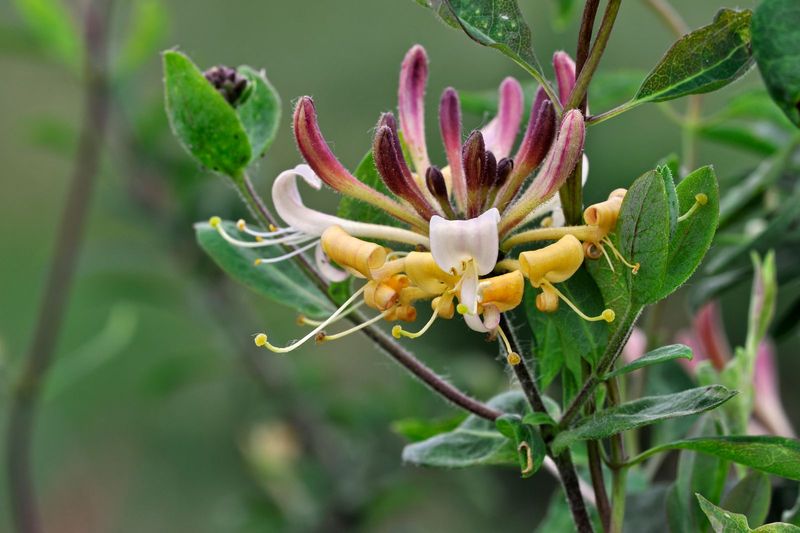 Honeysuckle (Lonicera japonica)