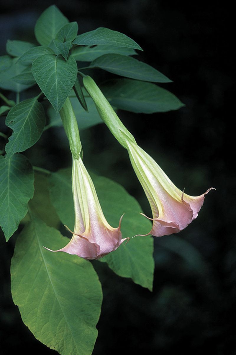 Angel’s Trumpet (Brugmansia)