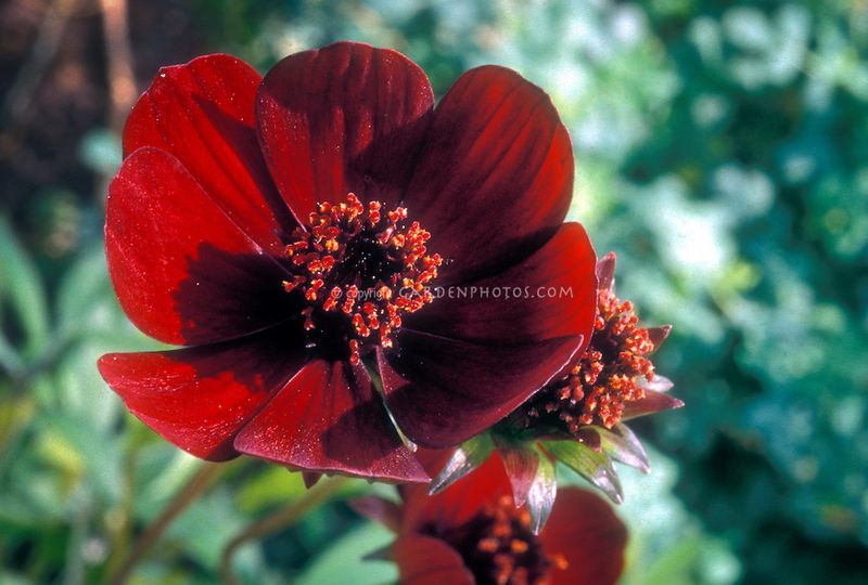 Chocolate Cosmos (Cosmos atrosanguineus)