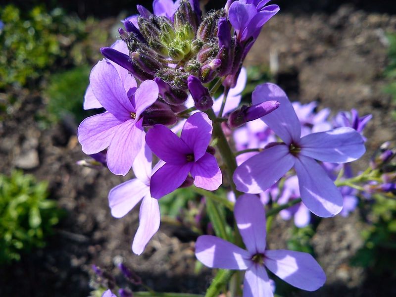 Night-Scented Violet (Hesperis matronalis)