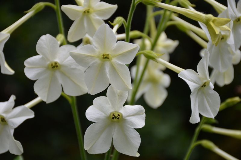 Nicotiana (Nicotiana alata)