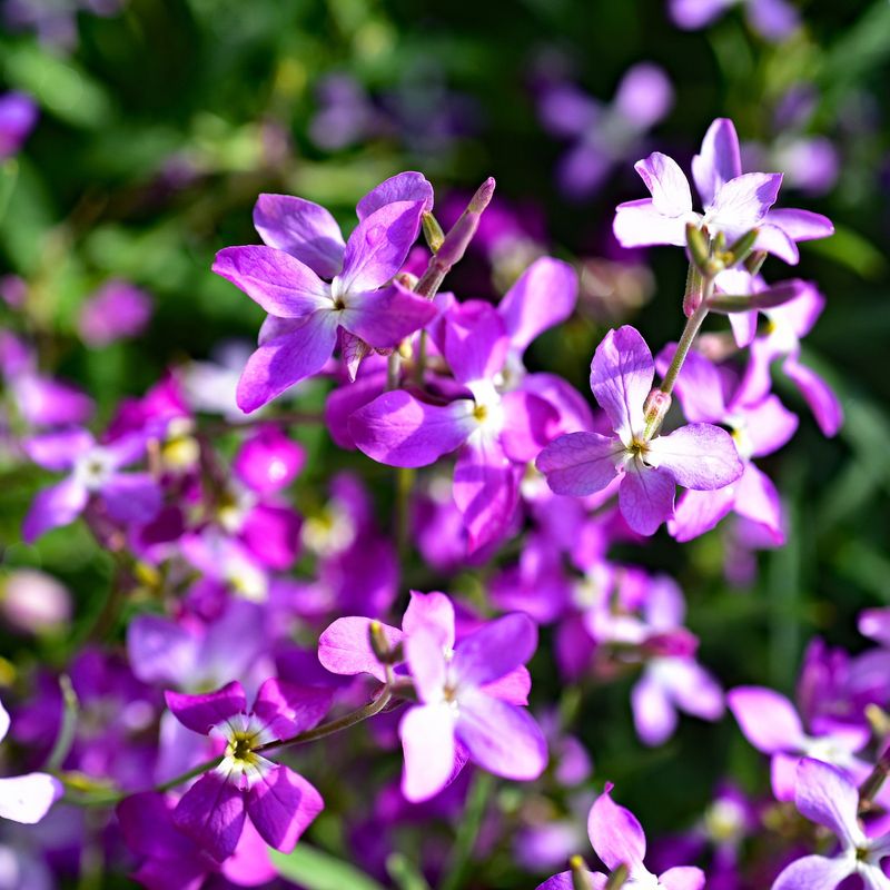 Night-Scented Stock (Matthiola longipetala)