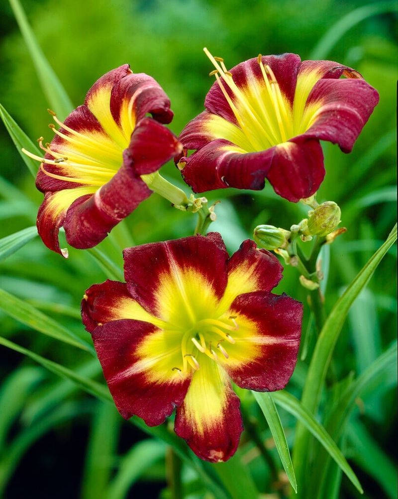 Night-Blooming Daylily (Hemerocallis spp.)