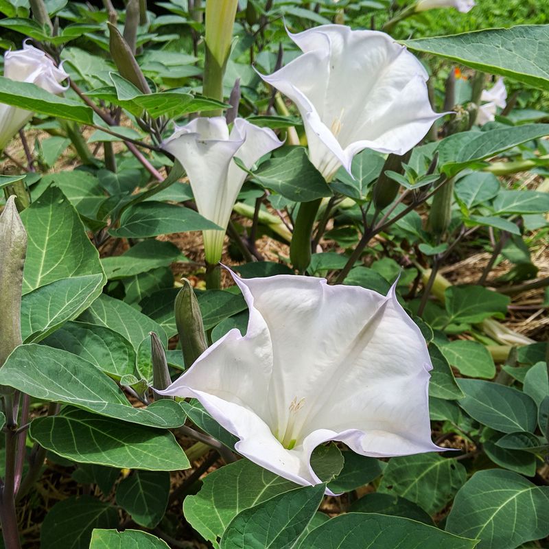 Datura (Datura wrightii)