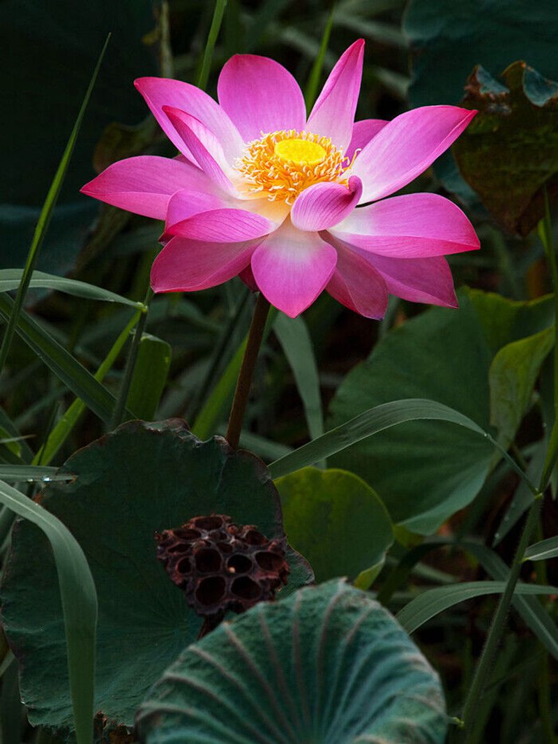 Night-Blooming Lotus (Nelumbo nucifera)
