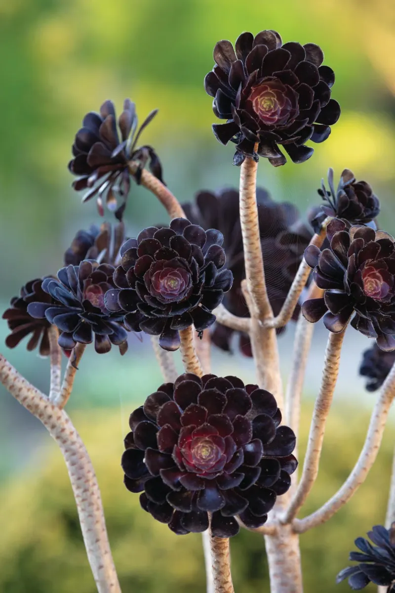 Aeonium ‘Zwartkop’ (Black Rose Succulent)