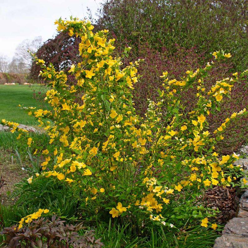 Kerria's Bright Blossoms