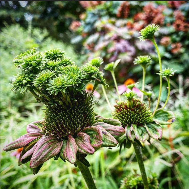 Immediate Removal Stops the Spread