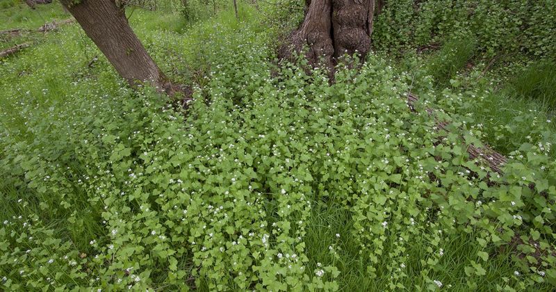 Garlic Mustard
