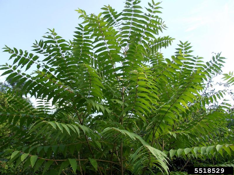 Tree of Heaven (Ailanthus altissima)