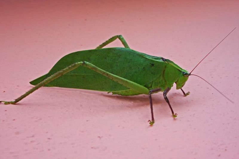 They're Harmless to Humans