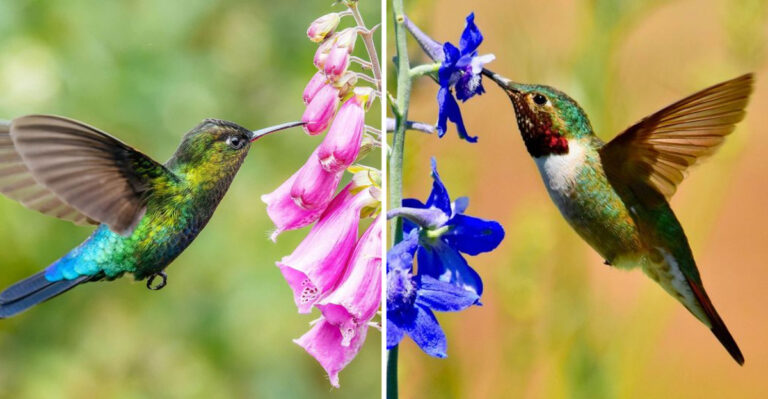 Not All Perennials Attract Hummingbirds — These 16 Actually Do