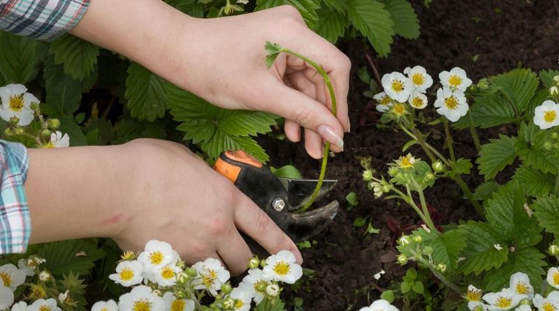 You Must Pinch Off Flowers Initially