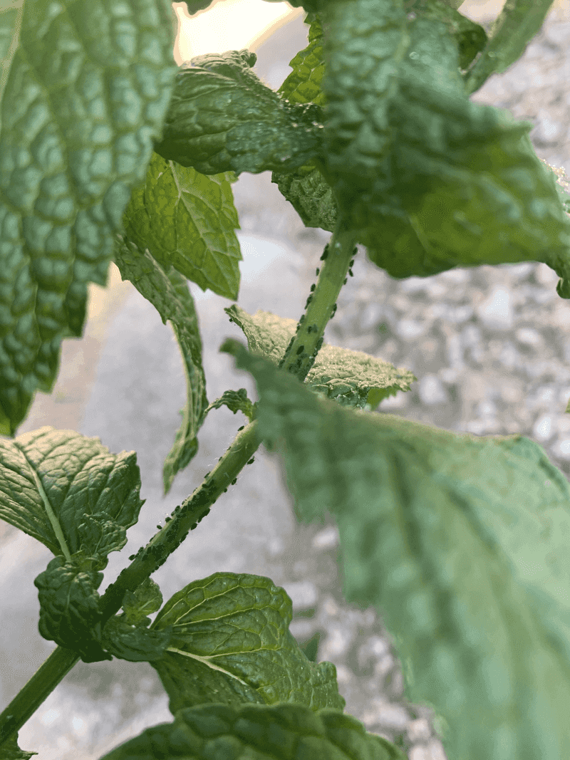 Ignoring Pest Infestations