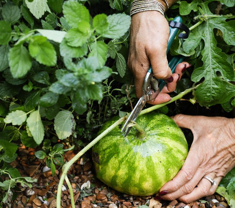Harvesting Too Early or Late