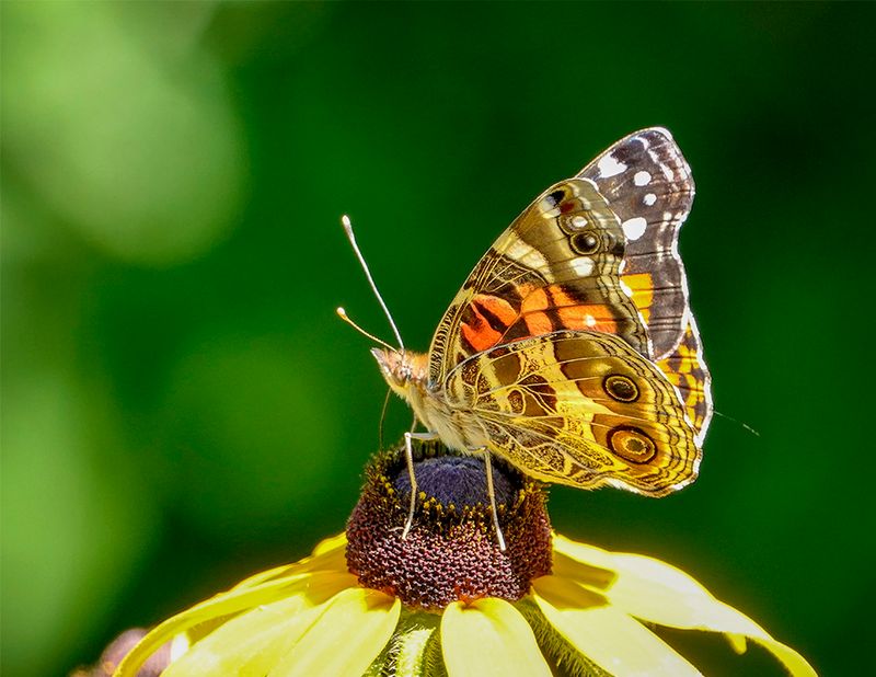 Watch the Flight Pattern